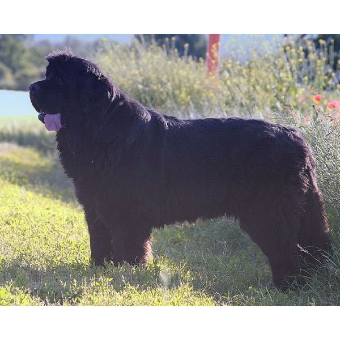 T Avalons Angel Asteria (22-07-2004)